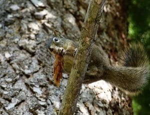 brown squirrel thumbnail