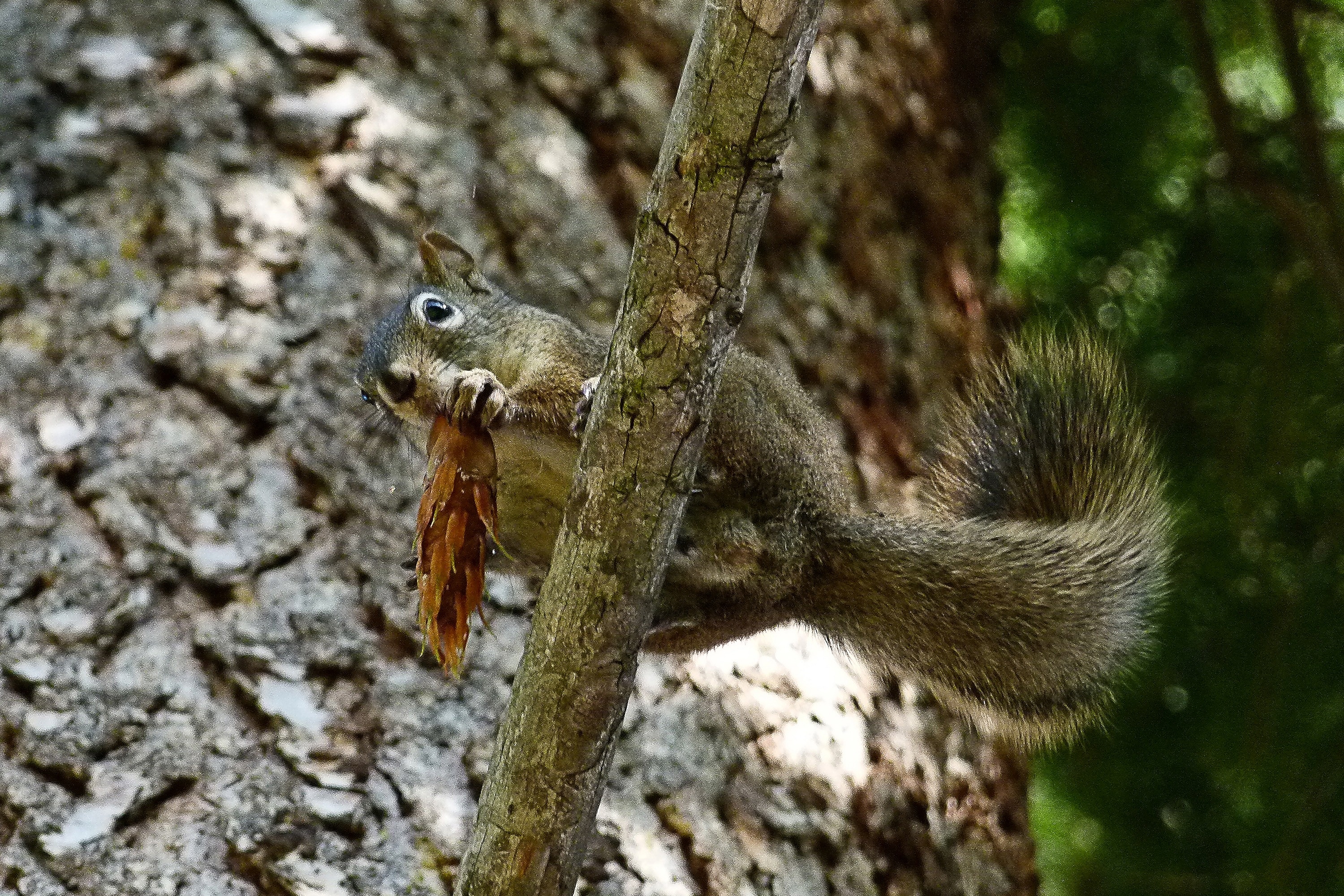 brown squirrel