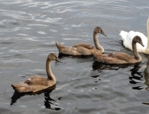 flock of swans thumbnail