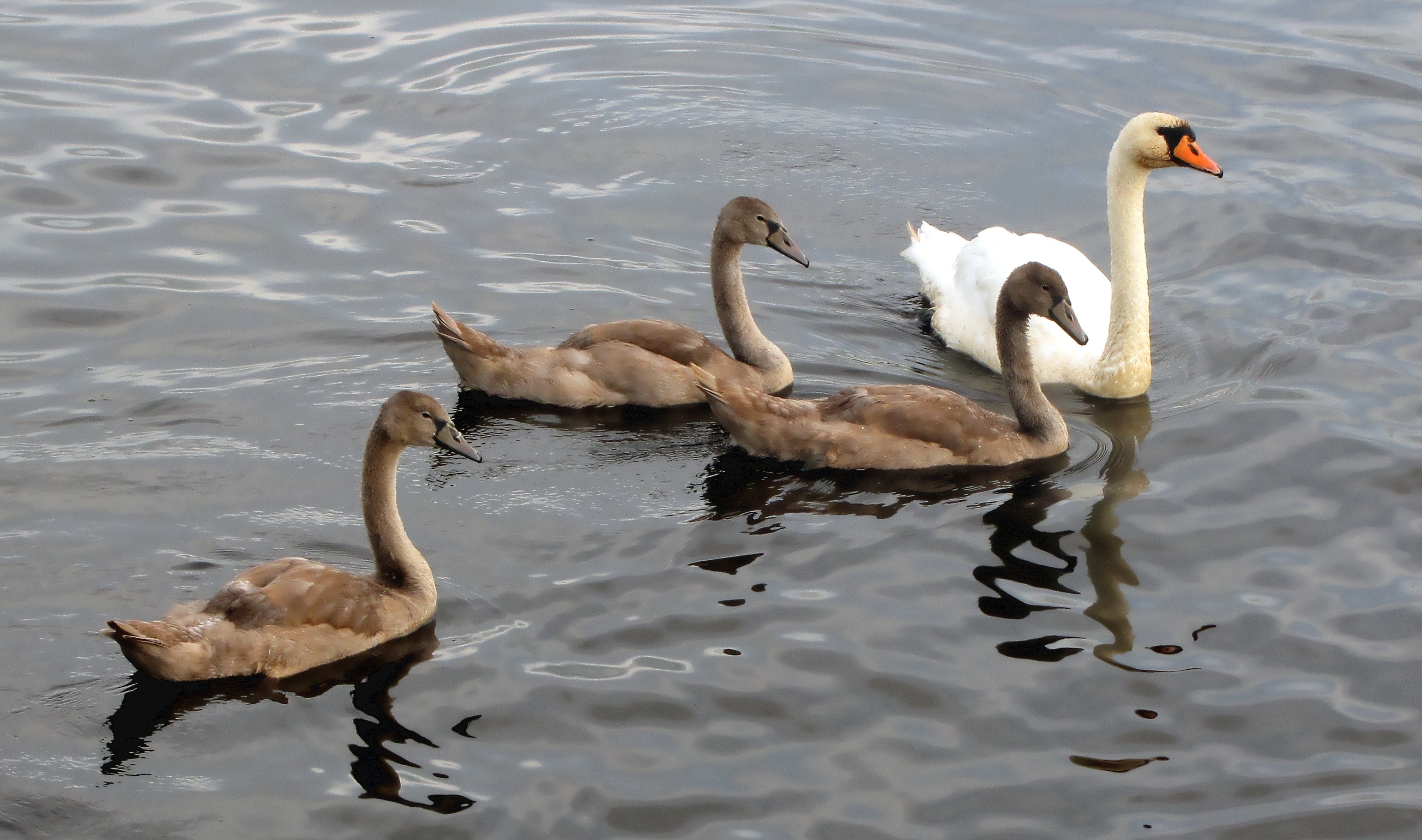flock of swans