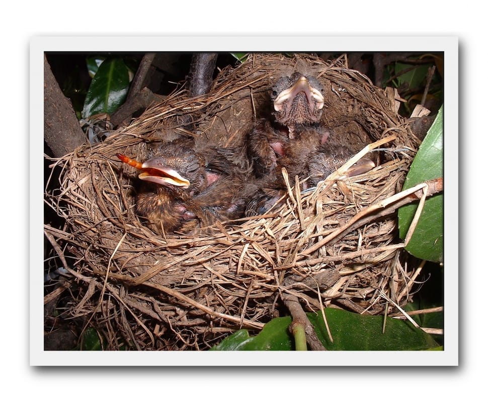 3 brown birds preview