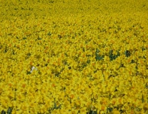 yellow flower fields thumbnail
