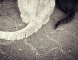 grey and white cat tail thumbnail