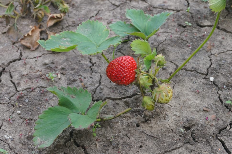 red strawberry on gray cracked soil during daytime preview
