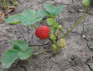 red strawberry on gray cracked soil during daytime thumbnail