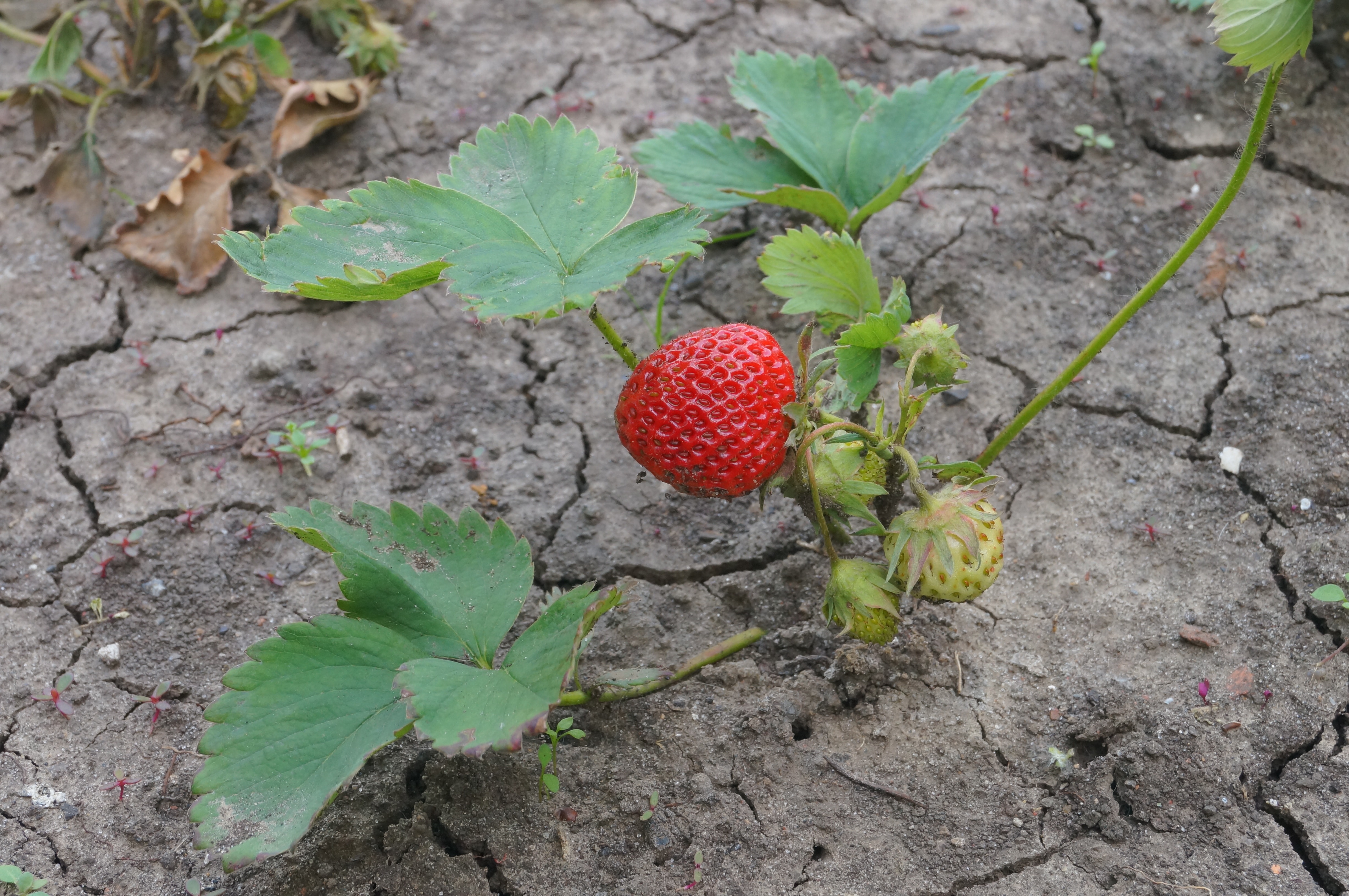 red strawberry on gray cracked soil during daytime