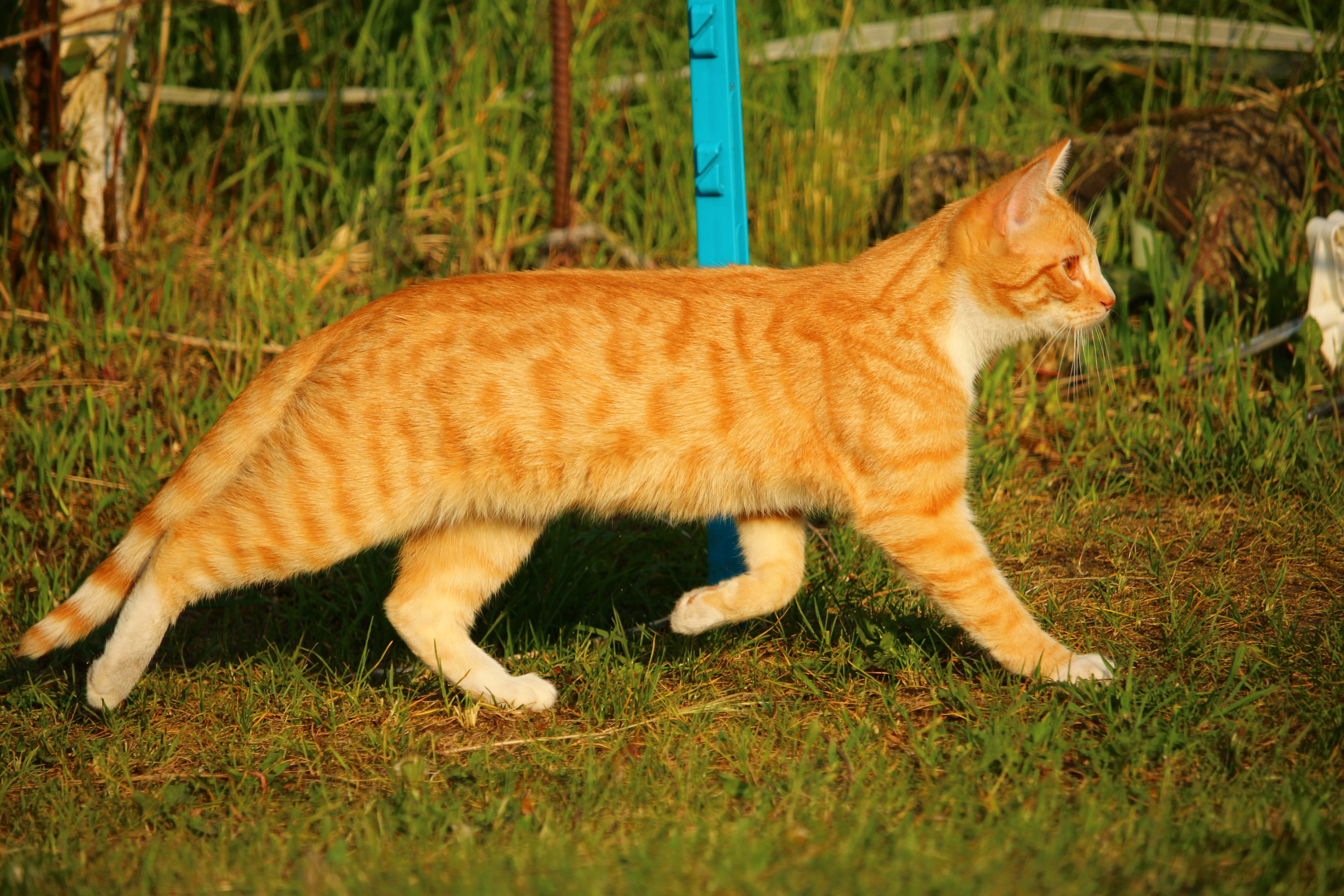 Пестро рыжая. Тигровый макрелевый табби рыжий. Бенгальская короткошерстная кошка рыжая. Бенгал рыжий табби. Порода табби кот рыжий.