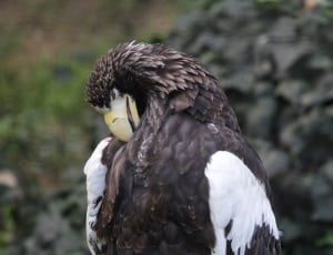 white and black feathered eagle thumbnail