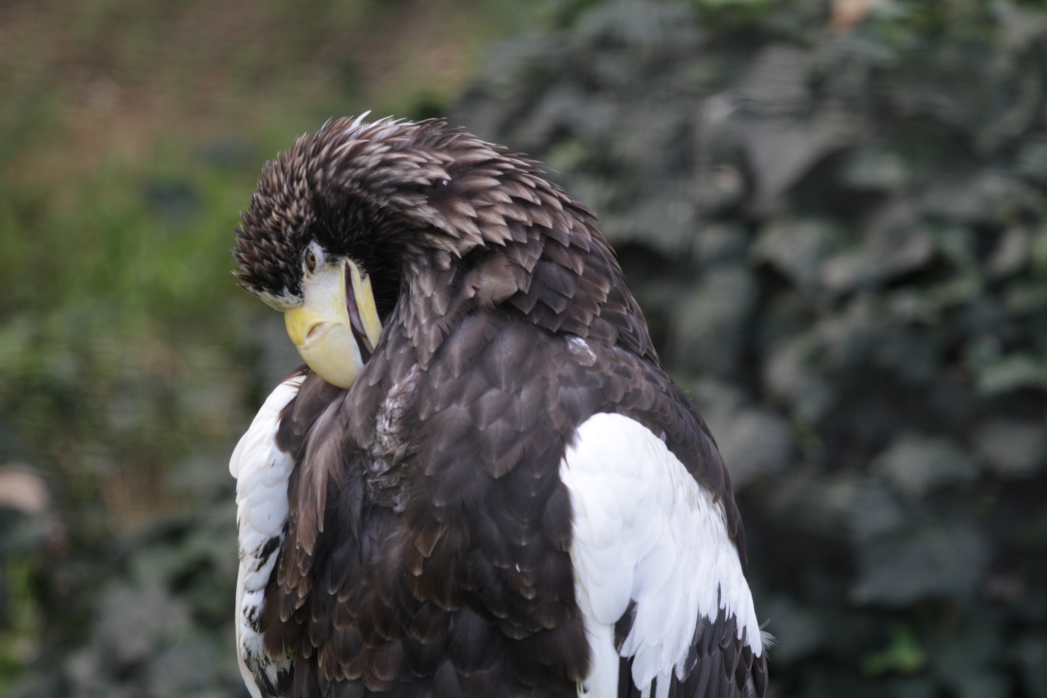 white and black feathered eagle