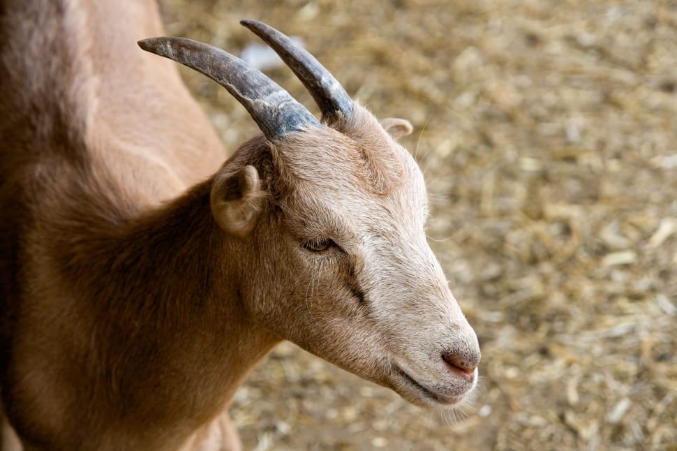 Goat, Animal, Farm, Summer, Life, Brown, one animal, livestock preview