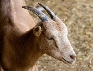 Goat, Animal, Farm, Summer, Life, Brown, one animal, livestock thumbnail