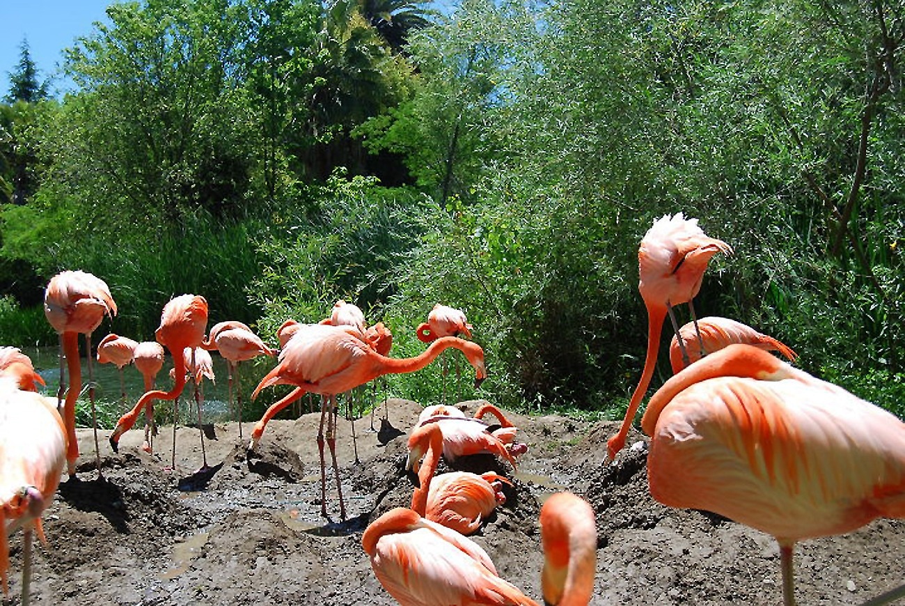 group of orange and white big birds