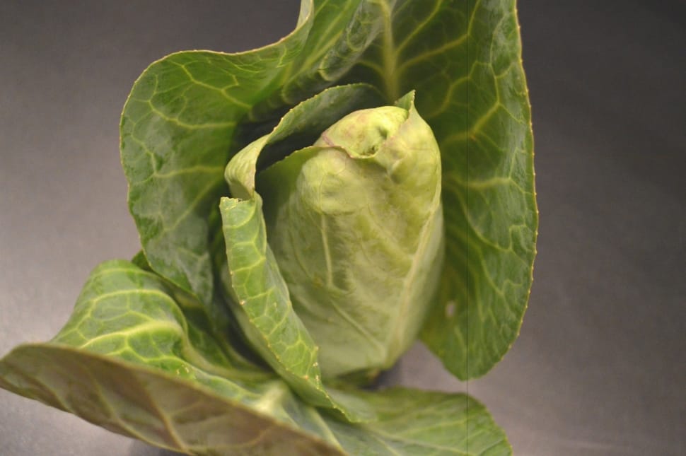 green cabbage preview