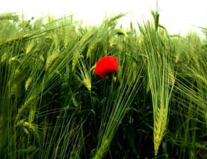 green grass and red rose thumbnail