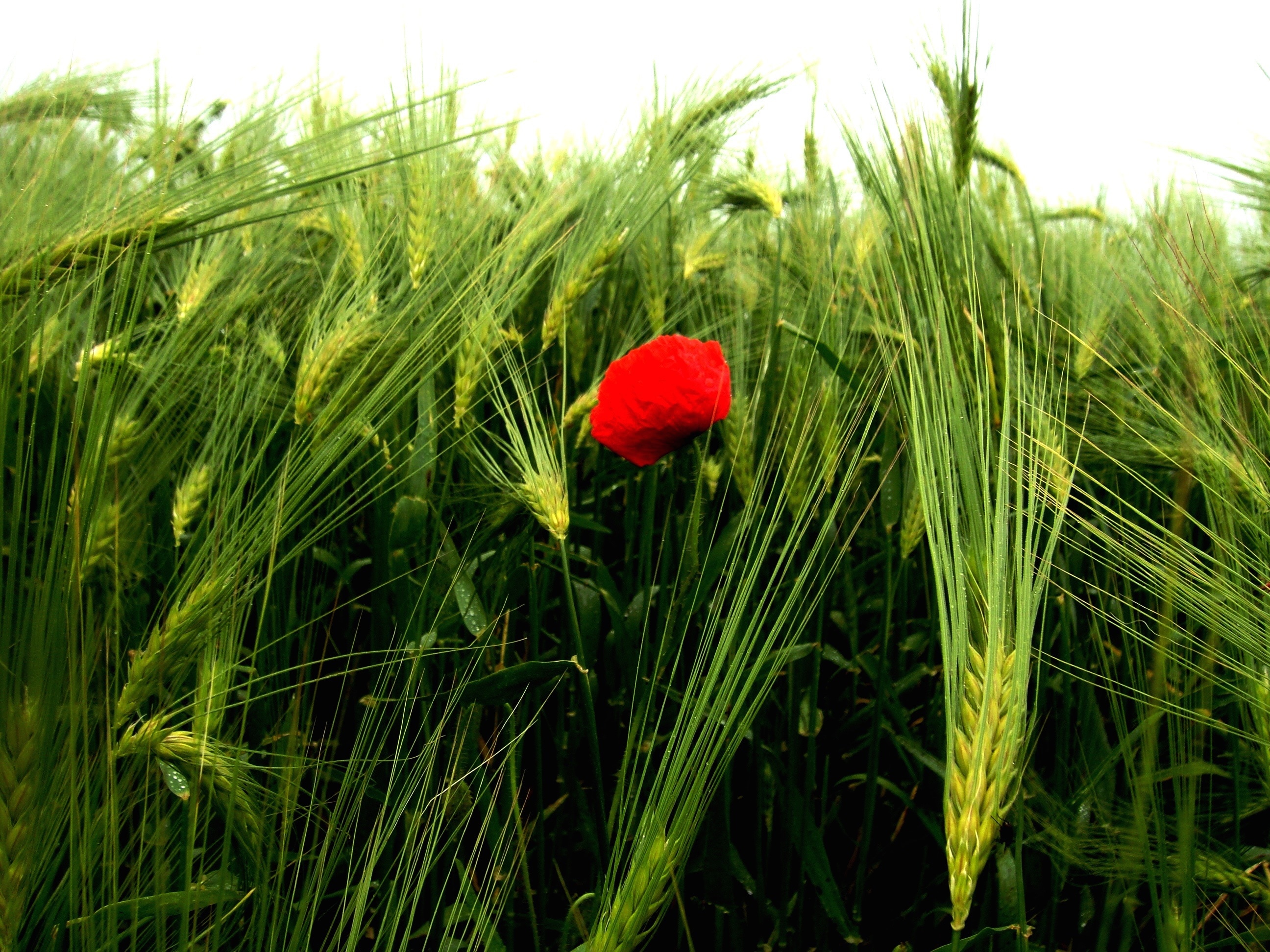 green grass and red rose