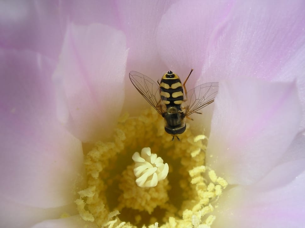hoverfly on pink flower preview