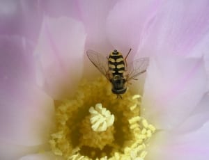 hoverfly on pink flower thumbnail