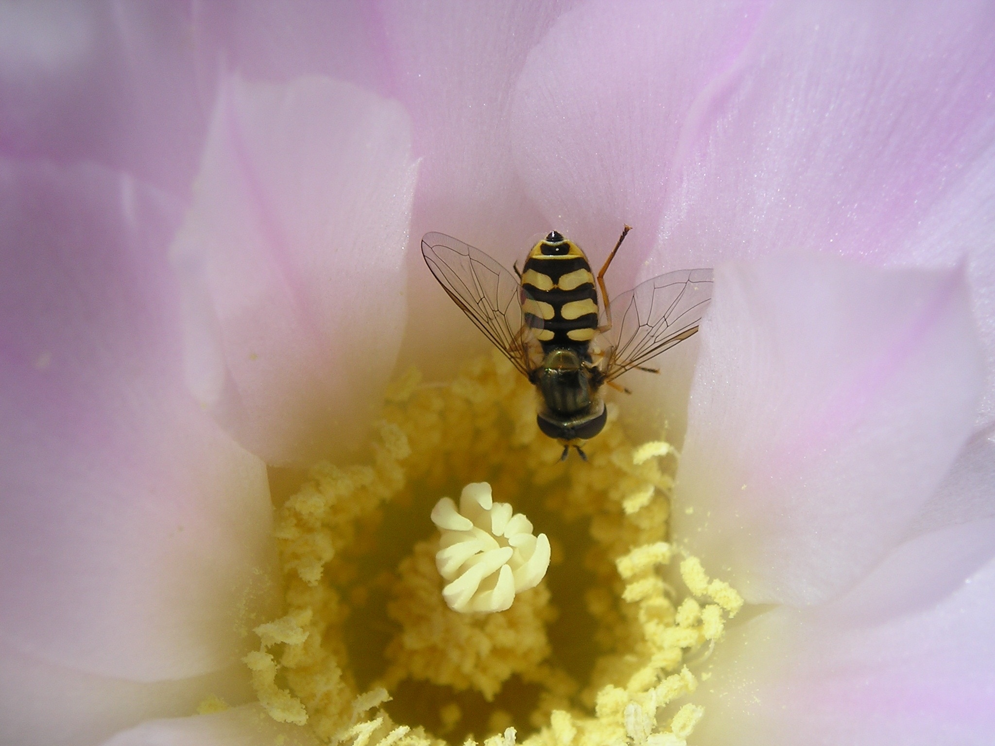 hoverfly on pink flower