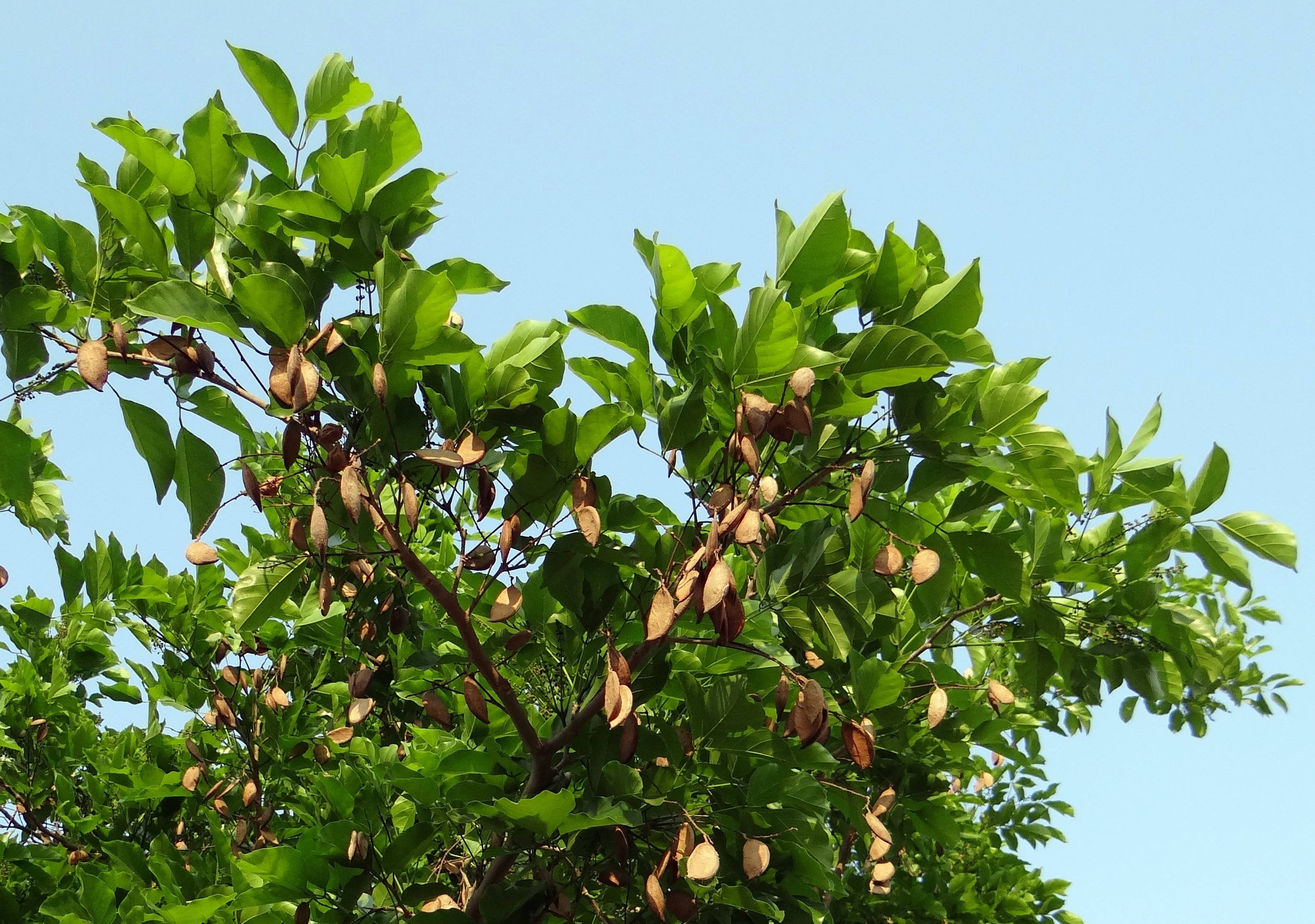 green oval leaf tree