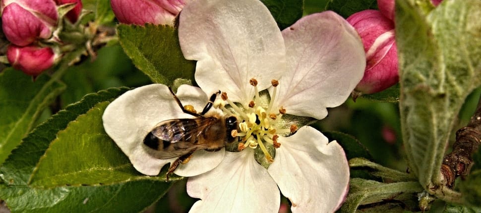 shallow focus photography of bee on white flower preview