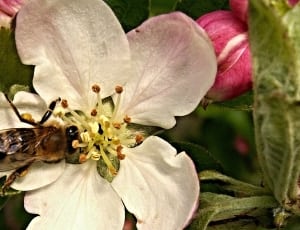 shallow focus photography of bee on white flower thumbnail