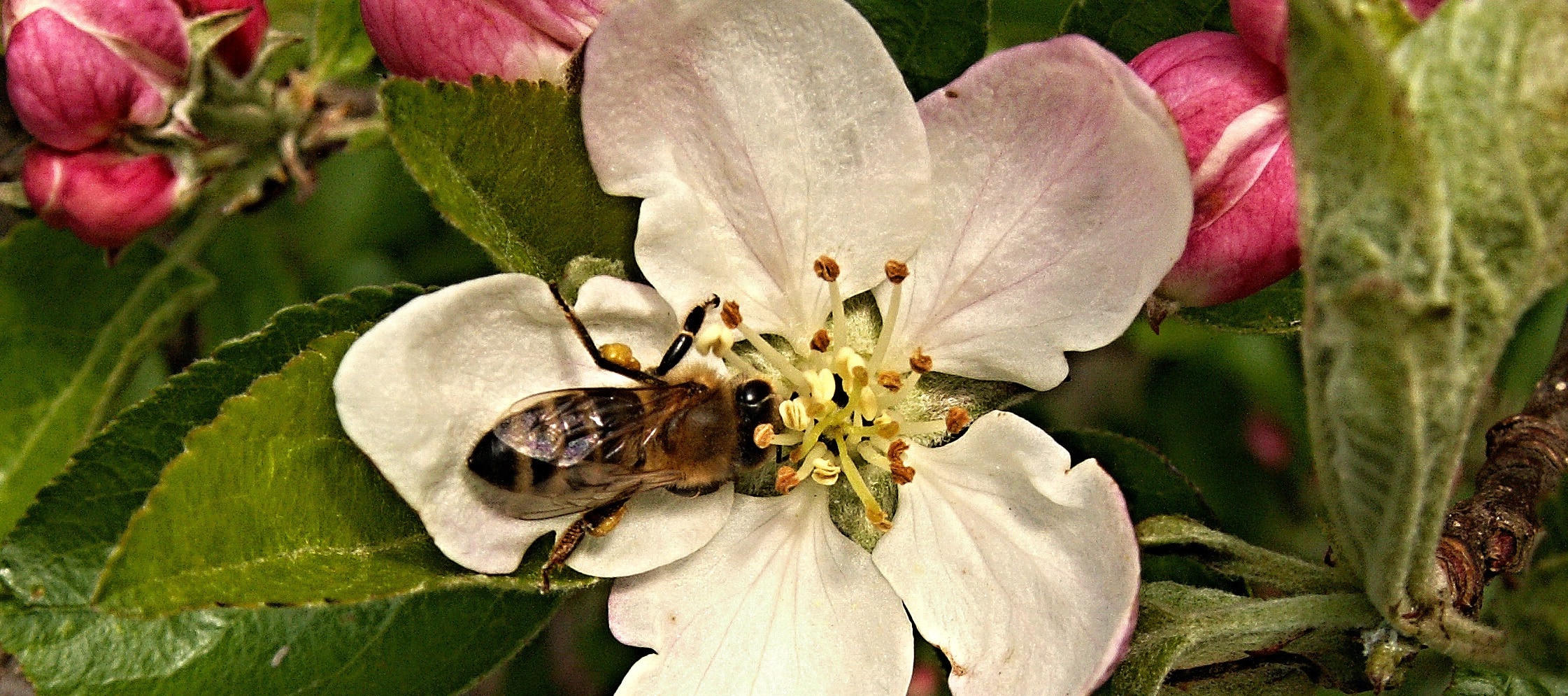 shallow focus photography of bee on white flower