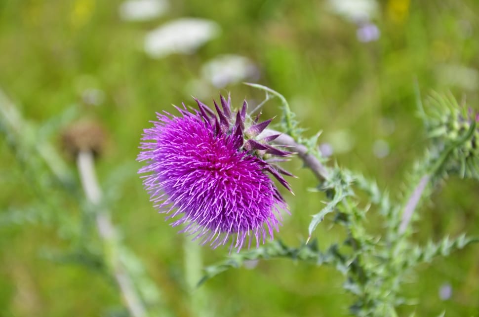 pink thistle preview