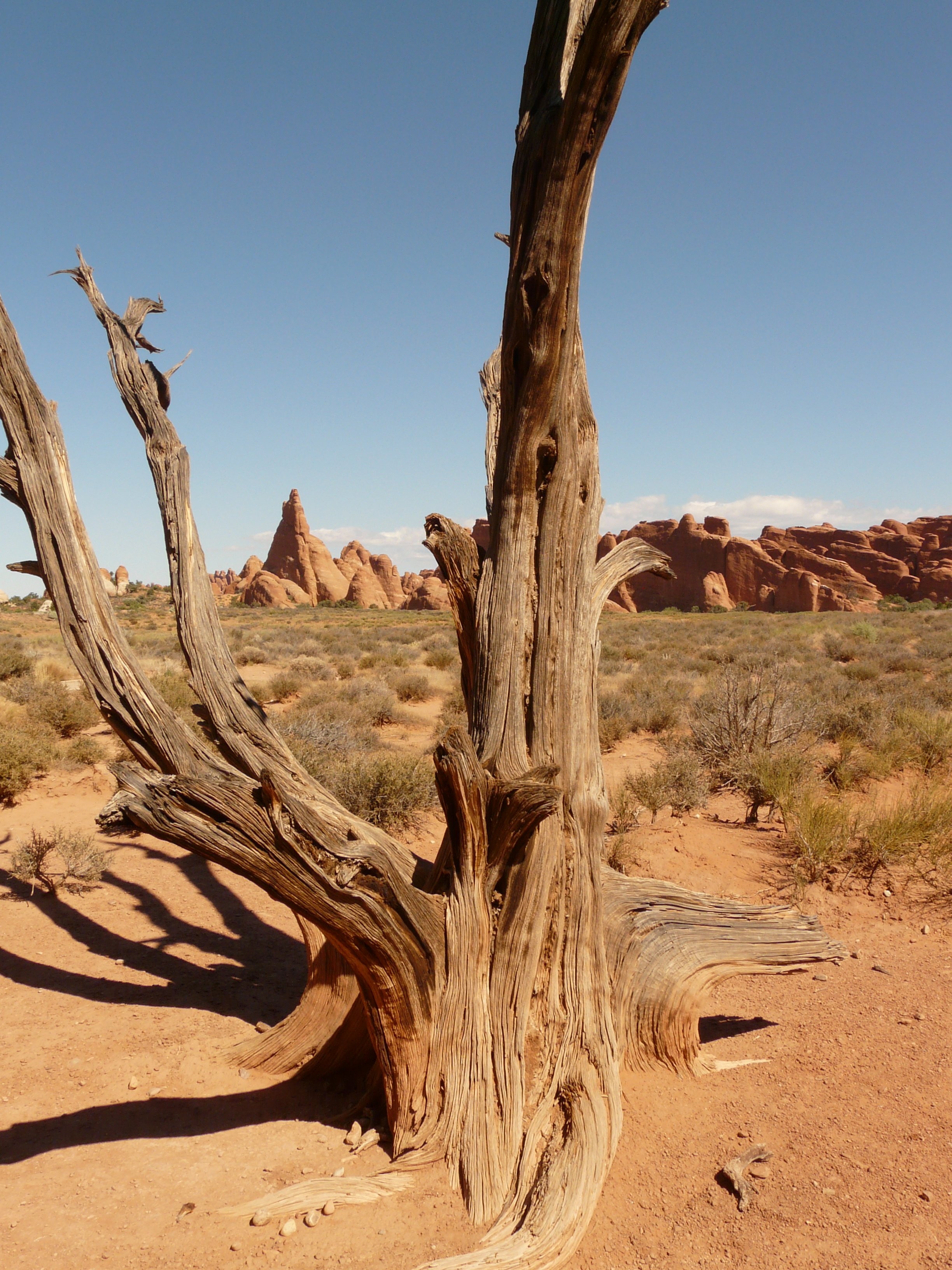 Дерево в пустыне фото