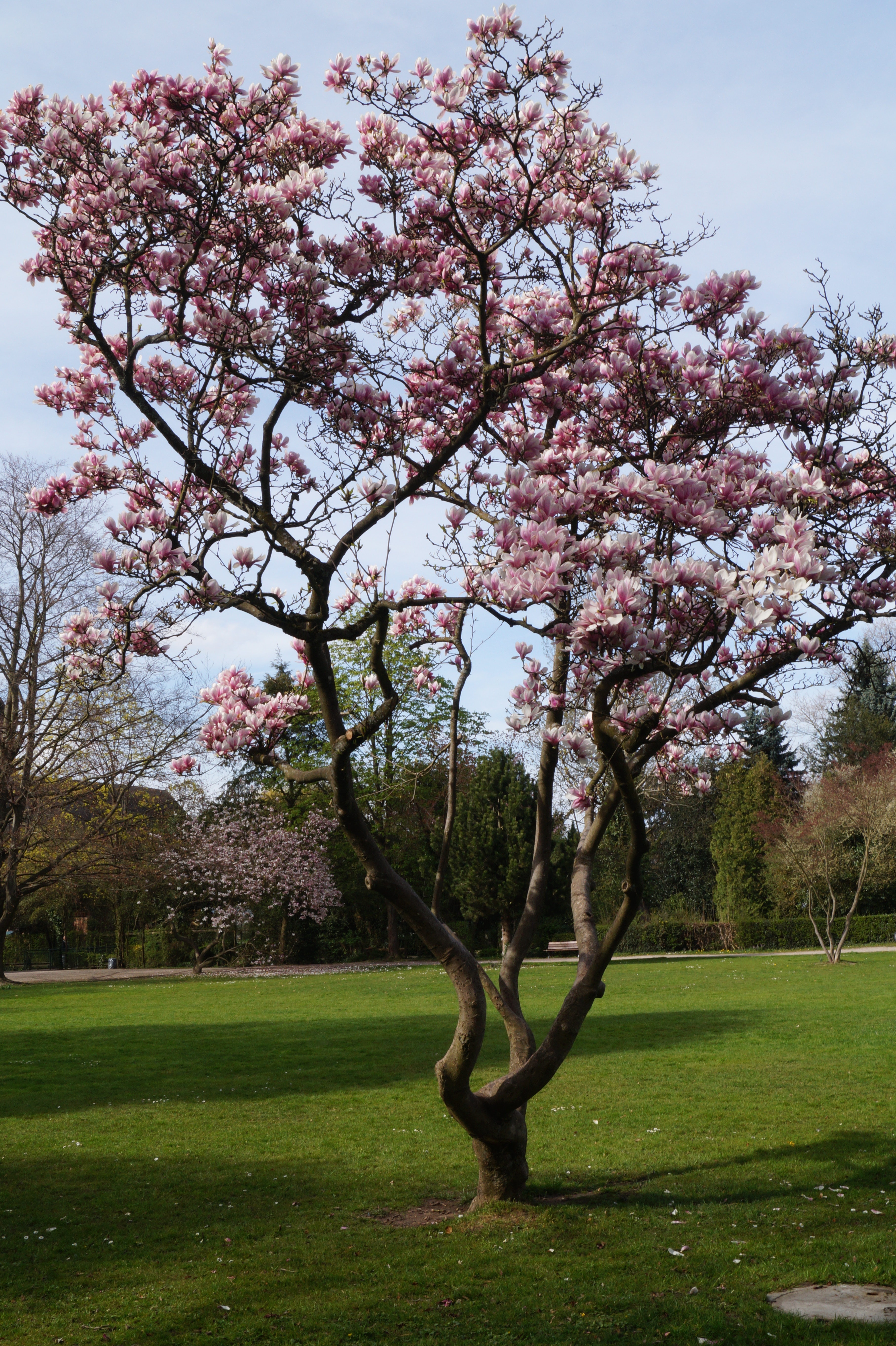 Высокое дерево с цветами. Яблоня черри блоссом. Суматра цветущее дерево. Сакура древовидная. Розовое дерево.