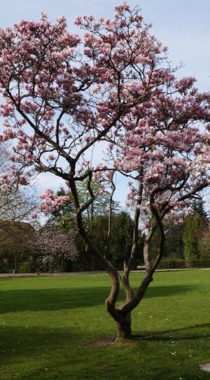 blossom tree thumbnail