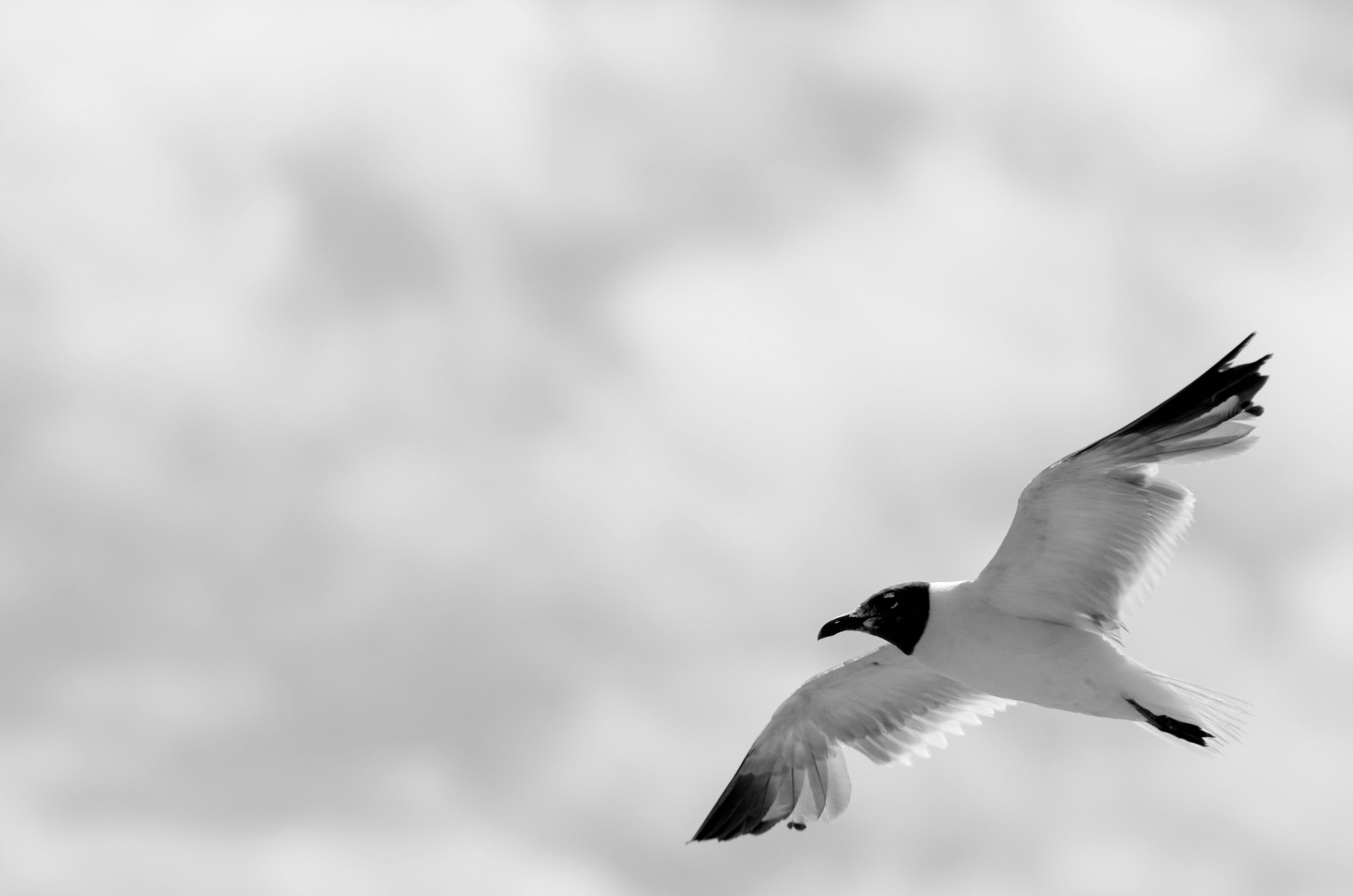 white seagul