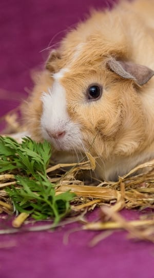 brown and white hamster thumbnail