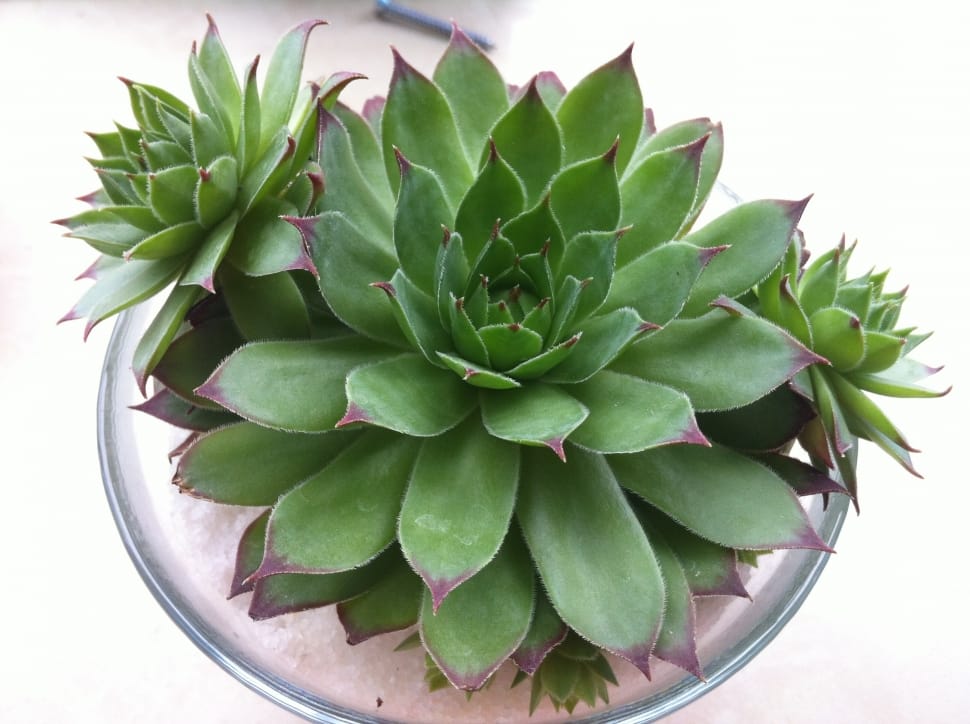 green Succulent plant preview