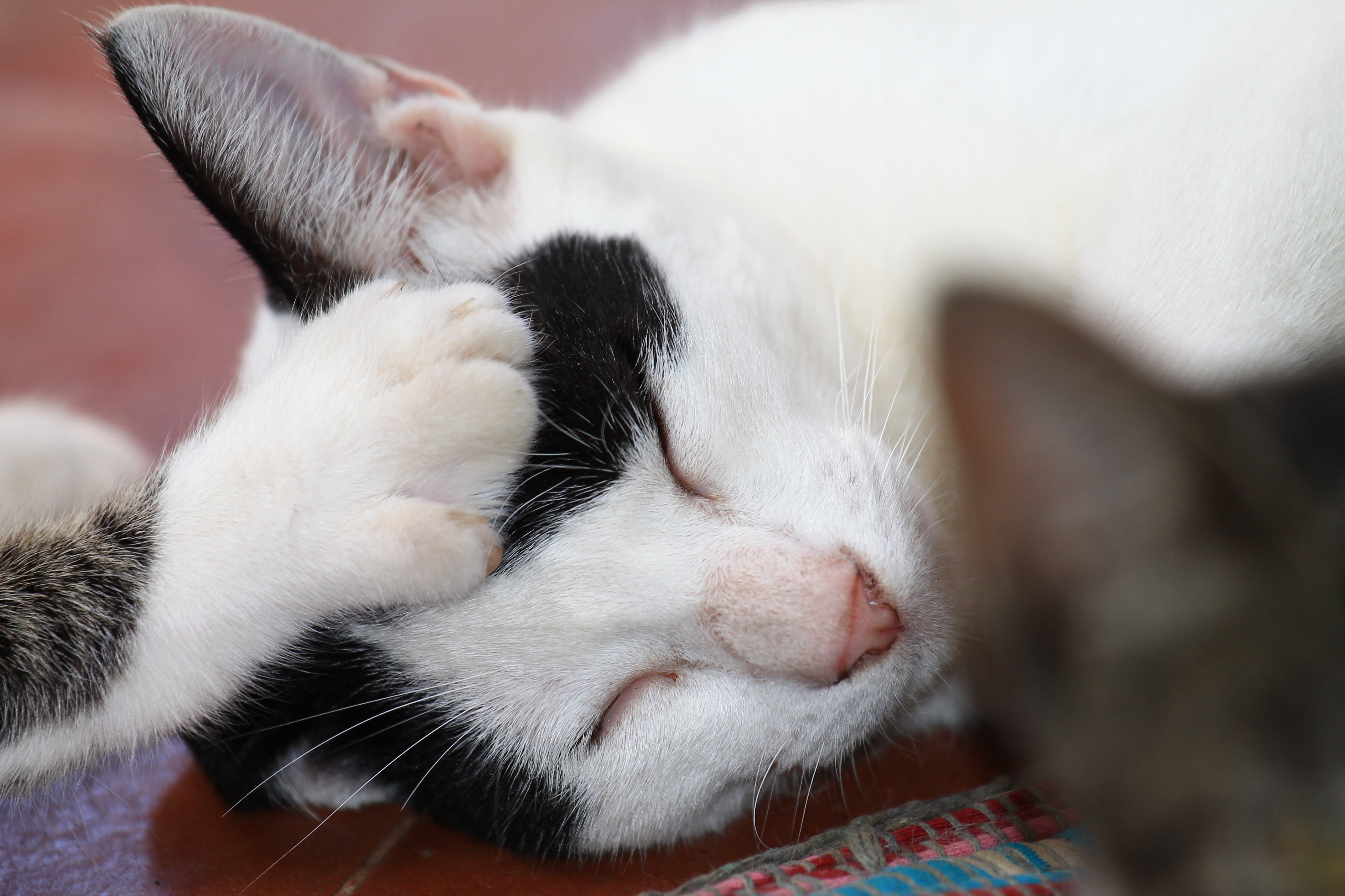 white and black short fur cat