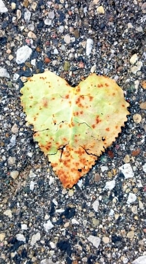 dried heart shape leaf thumbnail