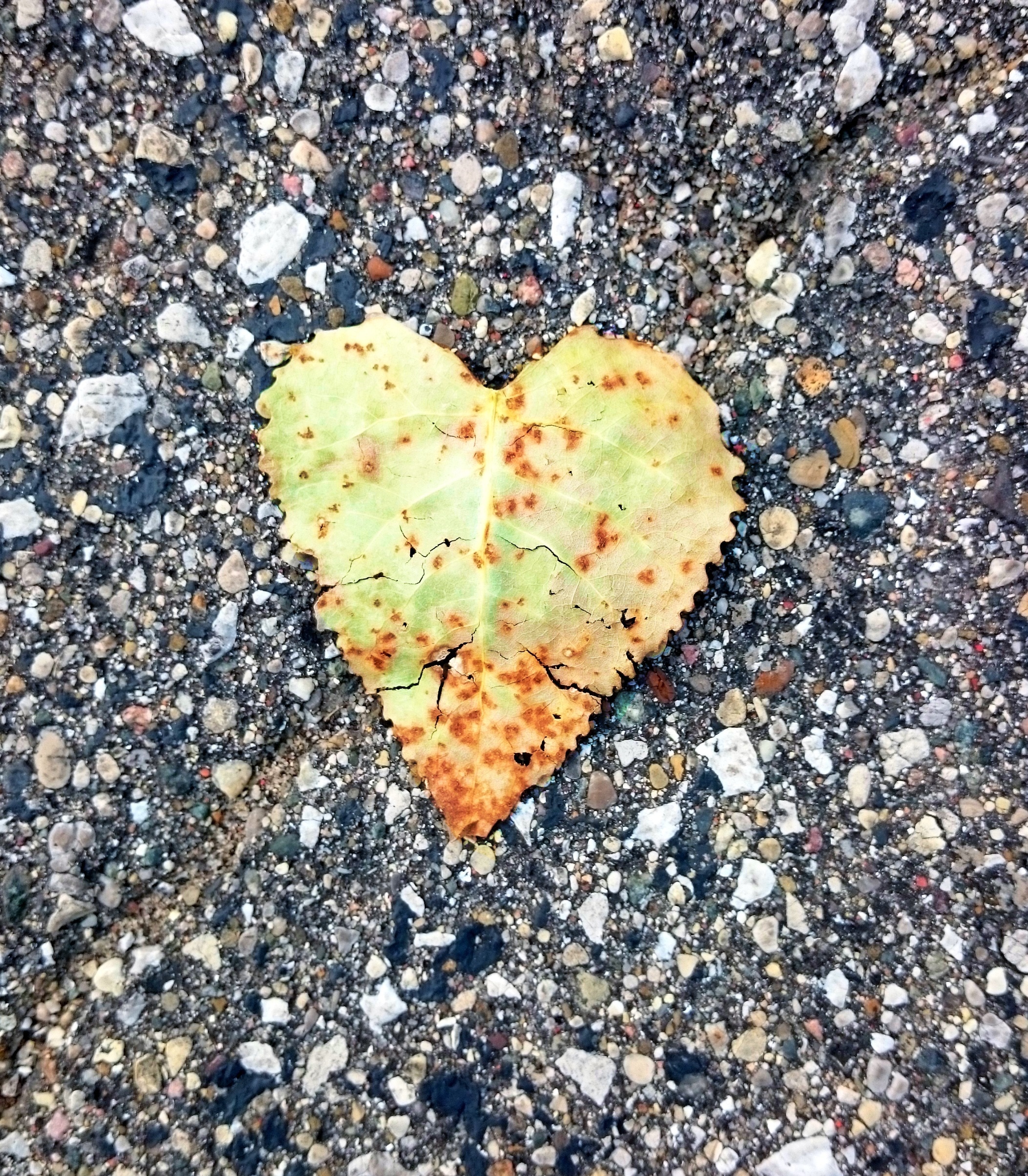 dried heart shape leaf