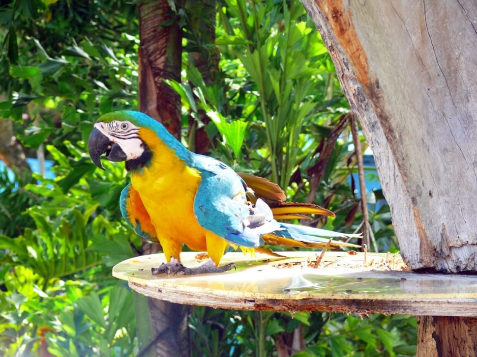 blue yellow and white parrot preview