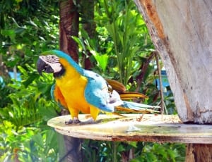 blue yellow and white parrot thumbnail