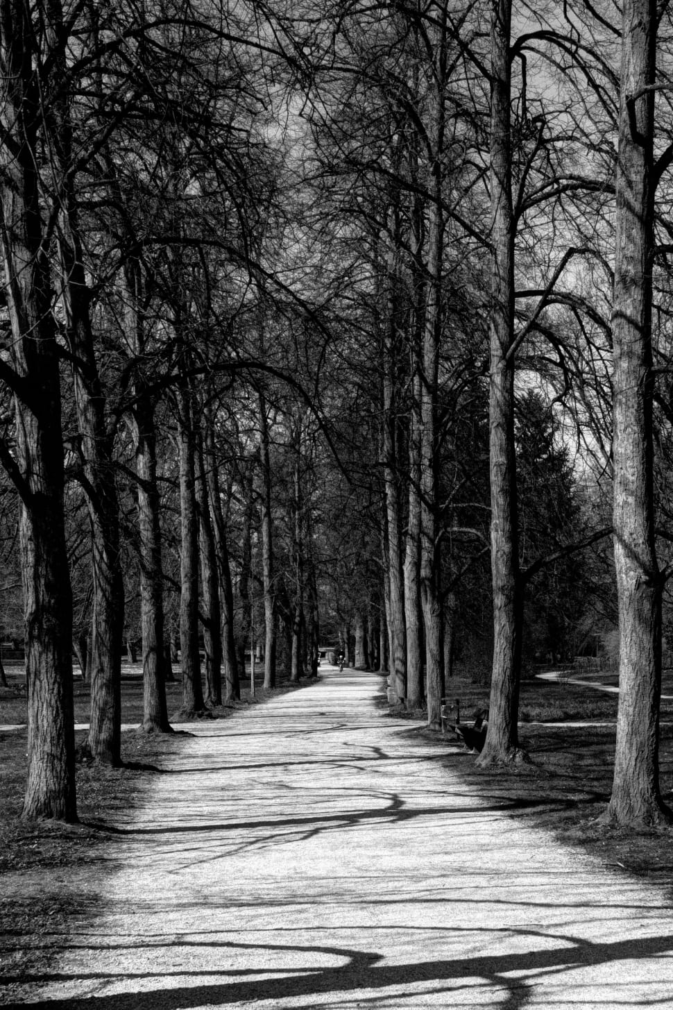 gray scale of forest pathway preview
