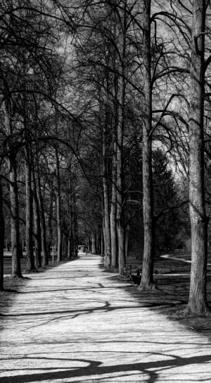 gray scale of forest pathway thumbnail