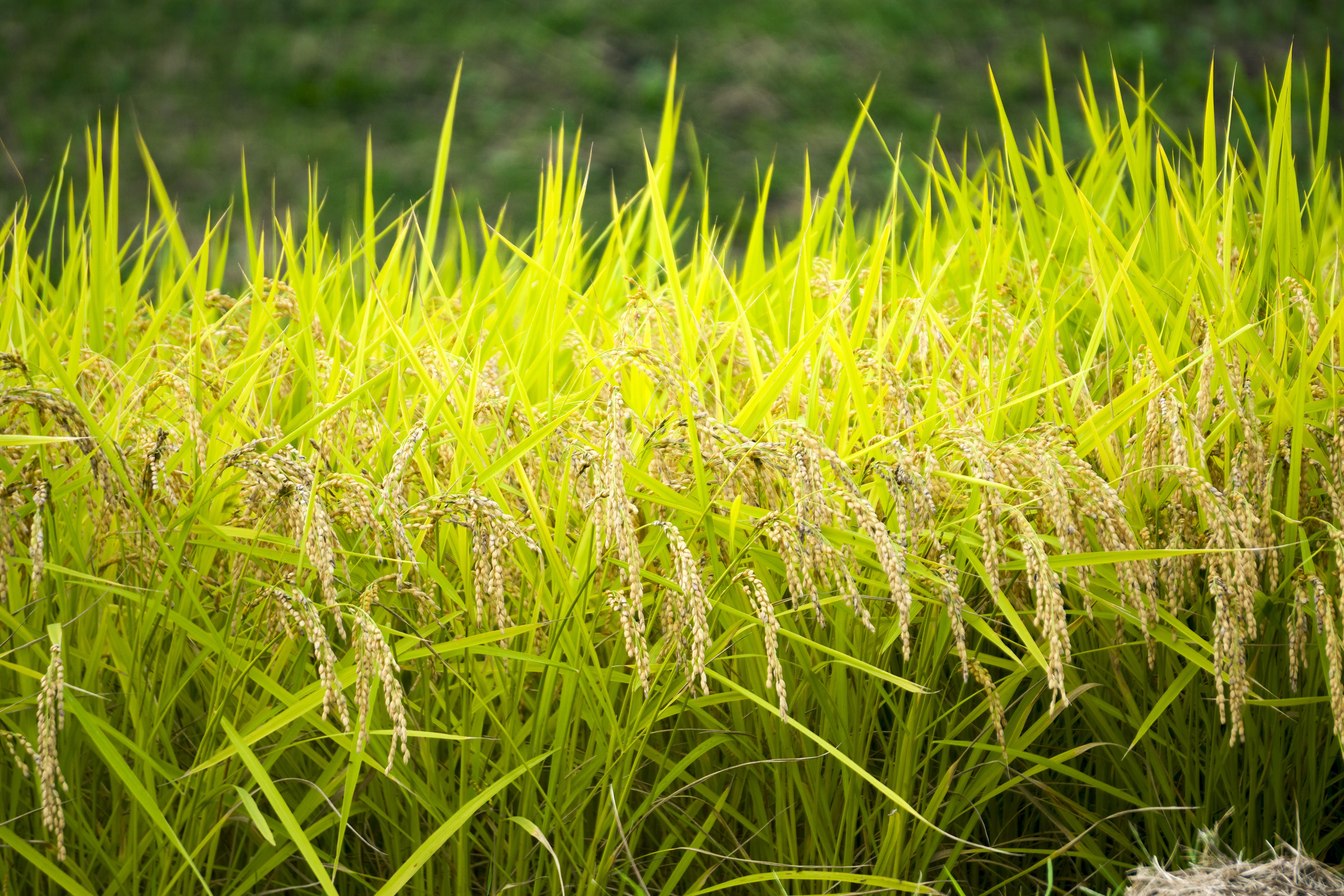 листья риса фото