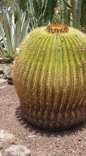 cactus plant thumbnail