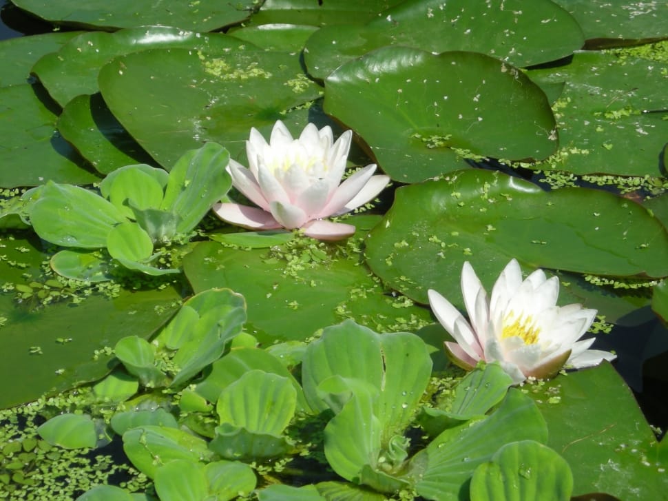 two water lilies during daytime preview