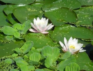 two water lilies during daytime thumbnail