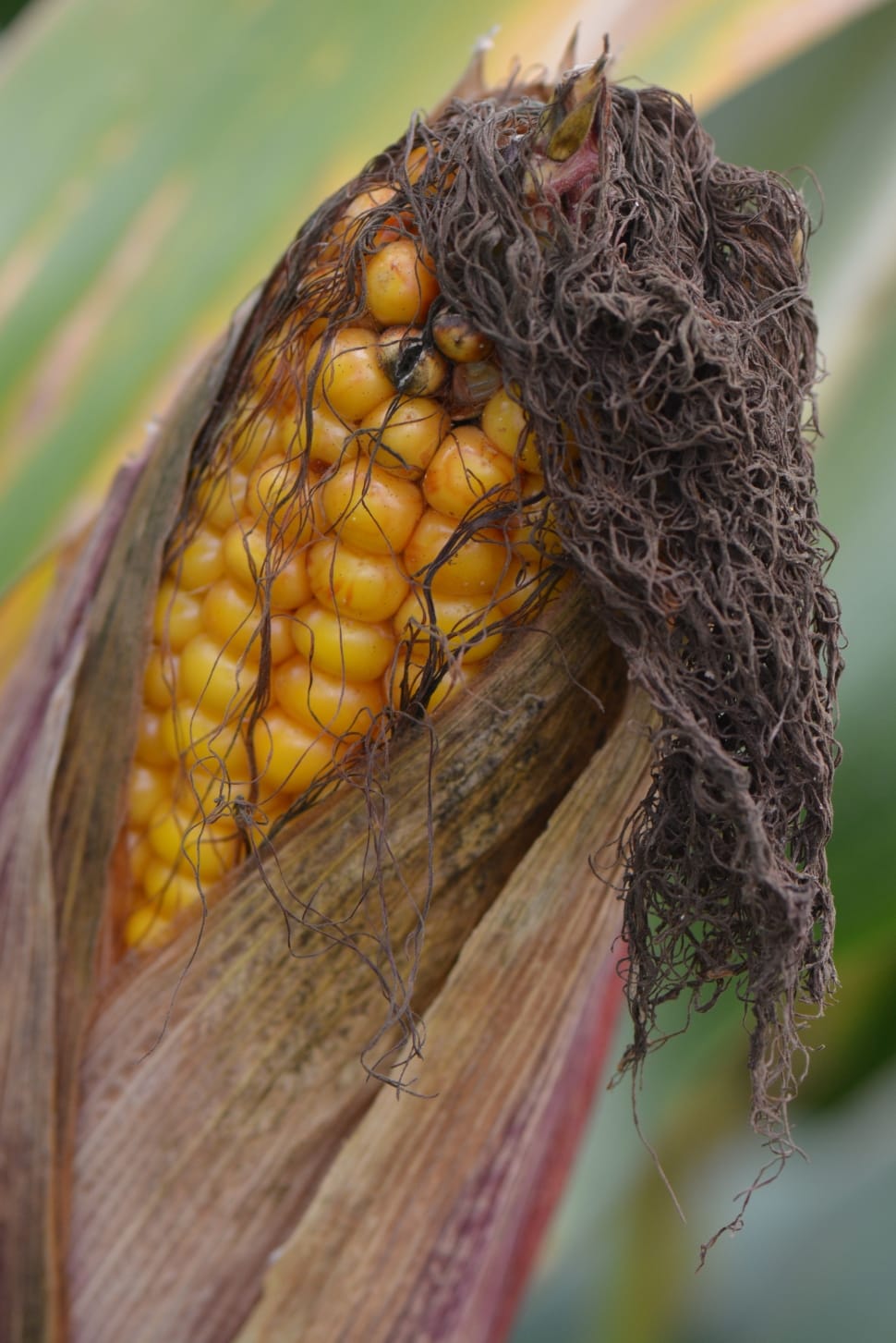 Tilt photo of a corn preview