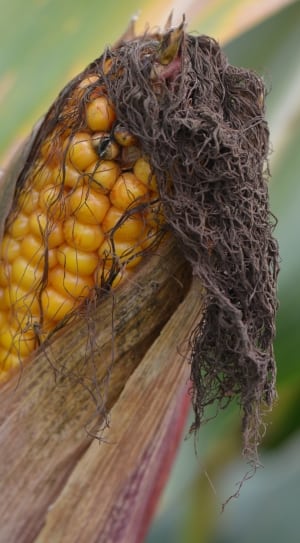 Tilt photo of a corn thumbnail