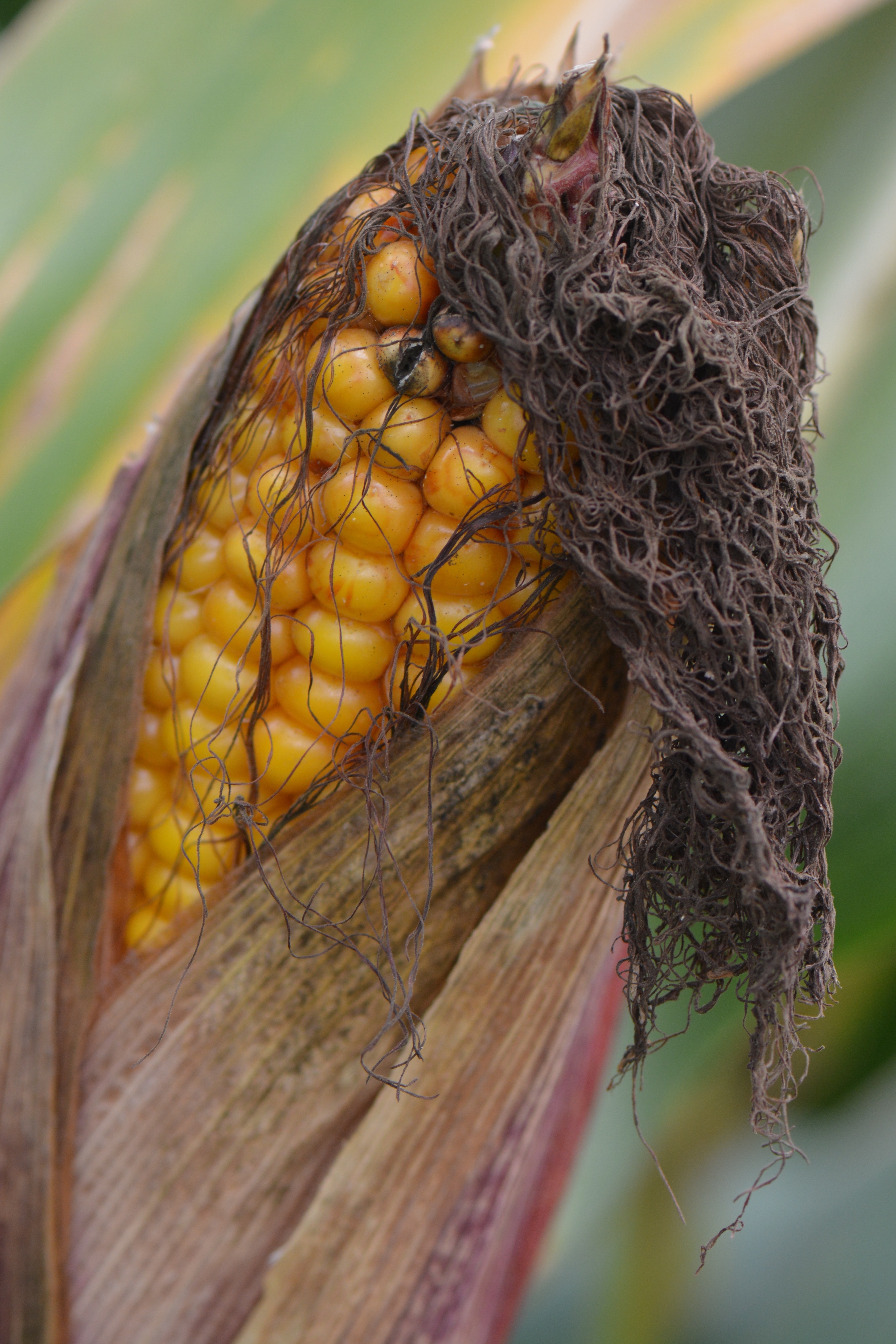 Tilt photo of a corn