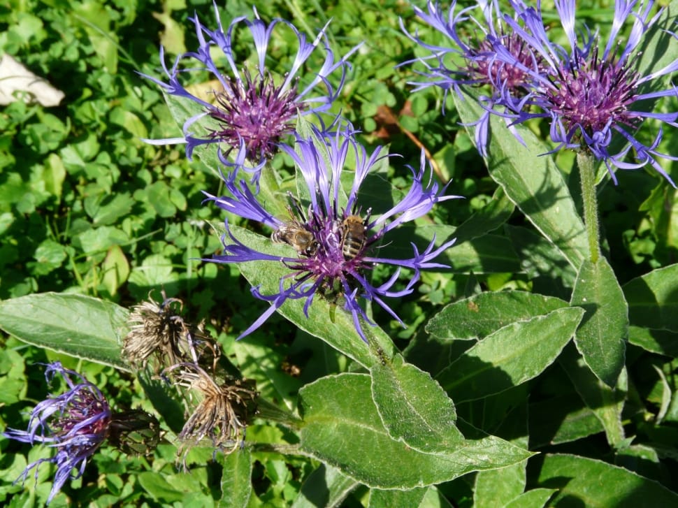 purple honeysuckle flower preview