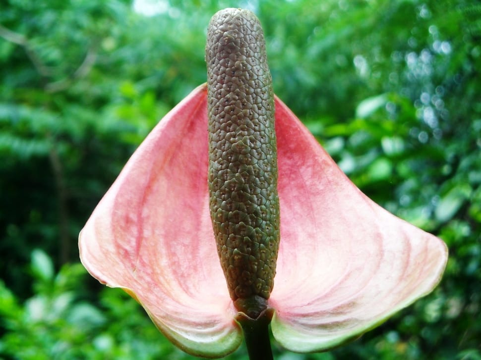 red anthurium plant preview