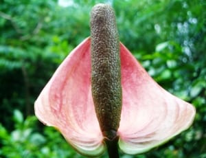 red anthurium plant thumbnail